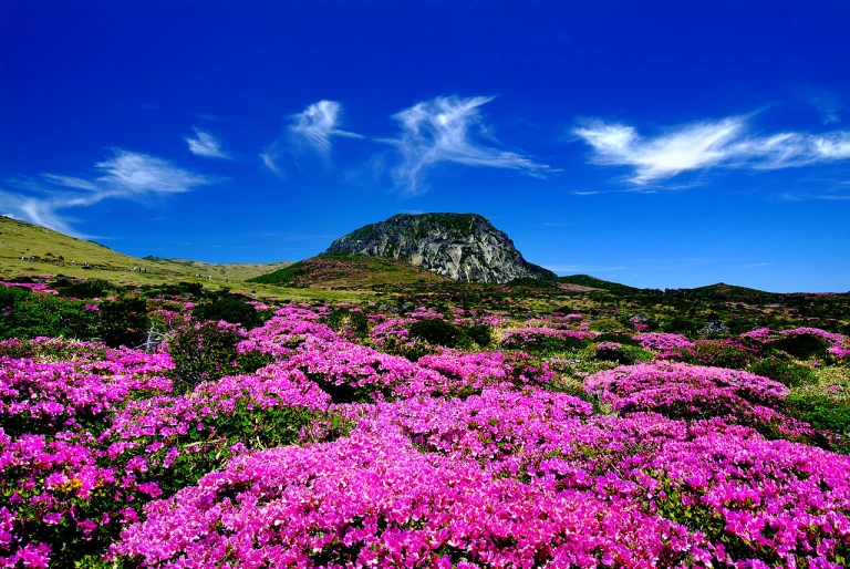 destinasi wisata di Kota Jeju, Korea Selatan