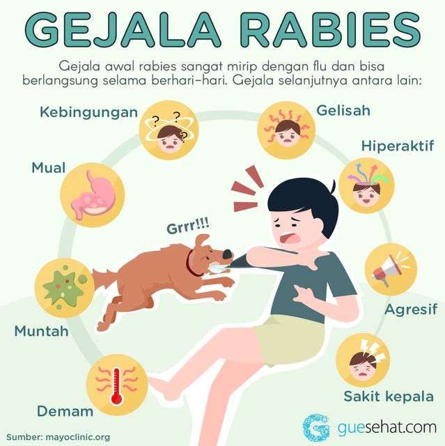 Tanda-Tanda Awal Penyakit Rabies Pada Manusia Serta Cara Penanganan Dini